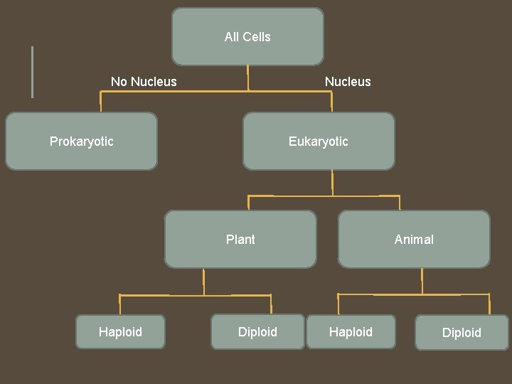 All Cells No Nucleus Prokaryotic Eukaryotic Plant Haploid Diploid Animal Haploid Diploid 