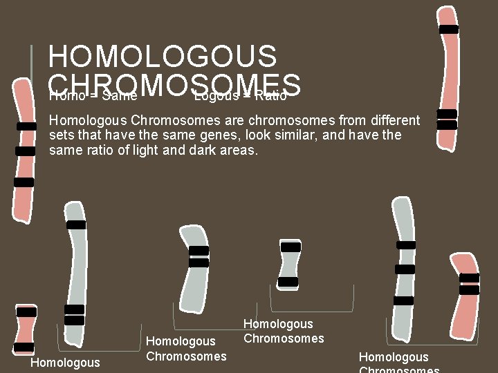 HOMOLOGOUS CHROMOSOMES Homo = Same Logous = Ratio Homologous Chromosomes are chromosomes from different