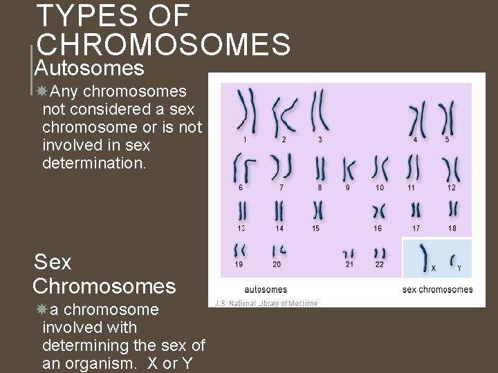 TYPES OF CHROMOSOMES Autosomes Any chromosomes not considered a sex chromosome or is not