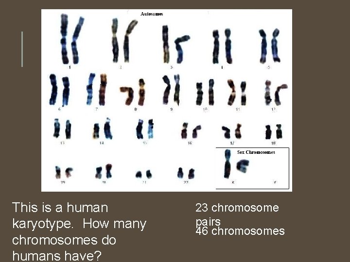 This is a human karyotype. How many chromosomes do humans have? 23 chromosome pairs