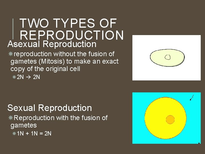 TWO TYPES OF REPRODUCTION Asexual Reproduction reproduction without the fusion of gametes (Mitosis) to