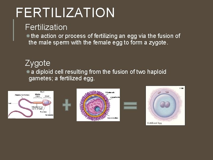 FERTILIZATION Fertilization the action or process of fertilizing an egg via the fusion of