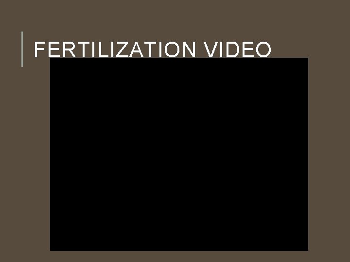 FERTILIZATION VIDEO 