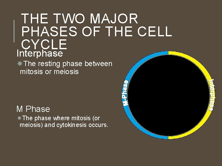 THE TWO MAJOR PHASES OF THE CELL CYCLE Interphase The resting phase between mitosis