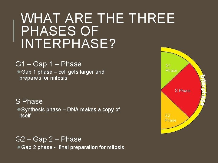 WHAT ARE THREE PHASES OF INTERPHASE? G 1 – Gap 1 – Phase Gap