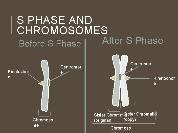 S PHASE AND CHROMOSOMES Before S Phase Centromer e Kinetochor e After S Phase