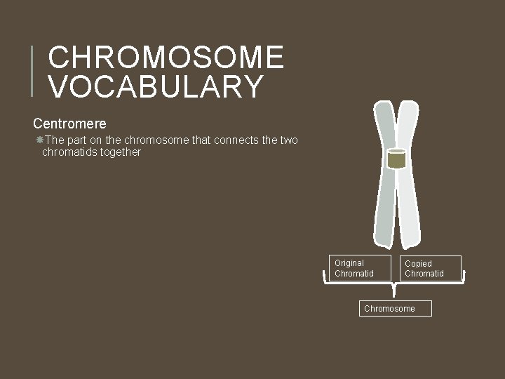 CHROMOSOME VOCABULARY Centromere The part on the chromosome that connects the two chromatids together