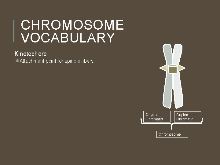 CHROMOSOME VOCABULARY Kinetechore Attachment point for spindle fibers Original Chromatid Copied Chromatid Chromosome 