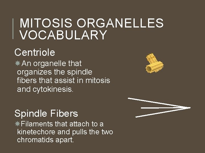 MITOSIS ORGANELLES VOCABULARY Centriole An organelle that organizes the spindle fibers that assist in
