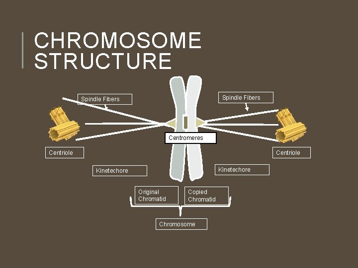 CHROMOSOME STRUCTURE Spindle Fibers Centromeres Centriole Kinetechore Original Chromatid Copied Chromatid Chromosome 