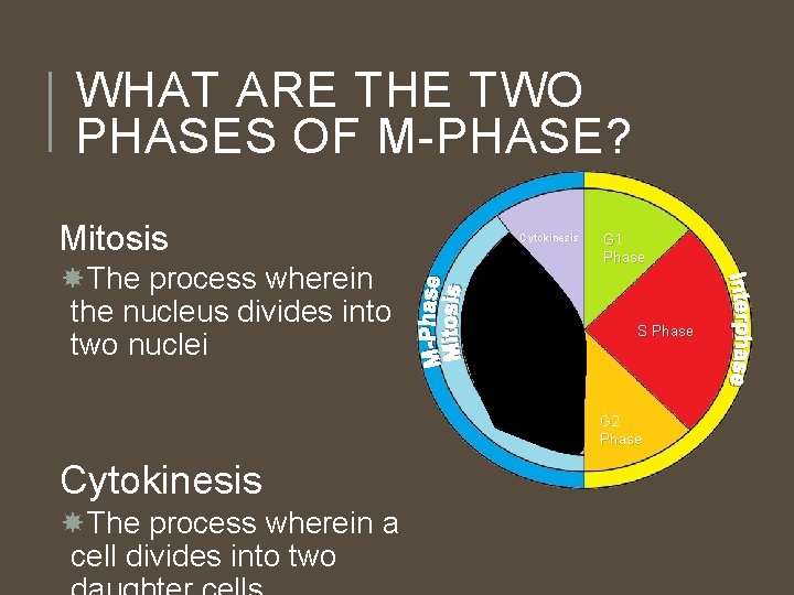 WHAT ARE THE TWO PHASES OF M-PHASE? Mitosis The process wherein the nucleus divides