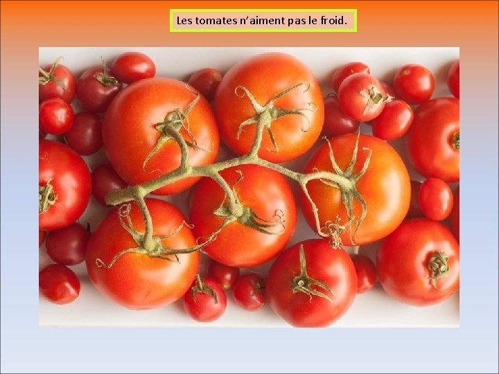 Les tomates n’aiment pas le froid. 