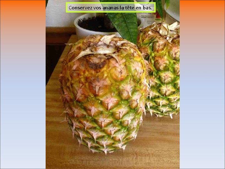 Conservez vos ananas la tête en bas. 