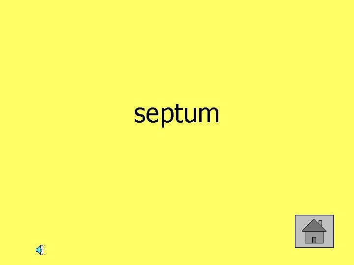 septum 