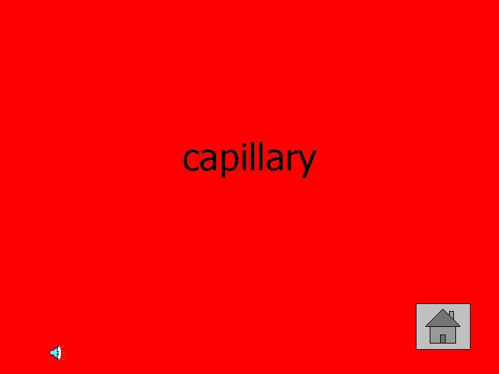 capillary 