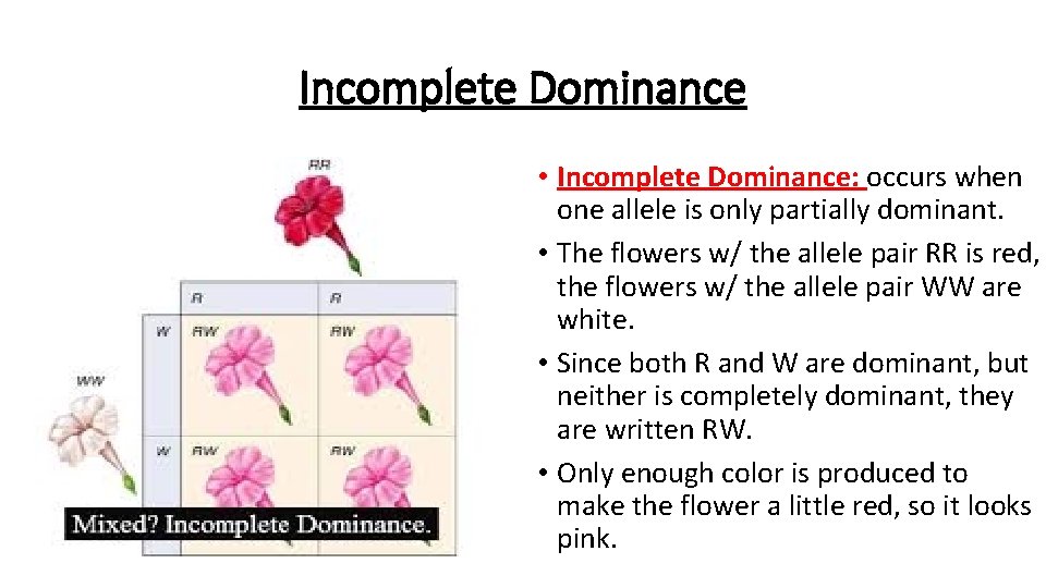 Incomplete Dominance • Incomplete Dominance: occurs when one allele is only partially dominant. •