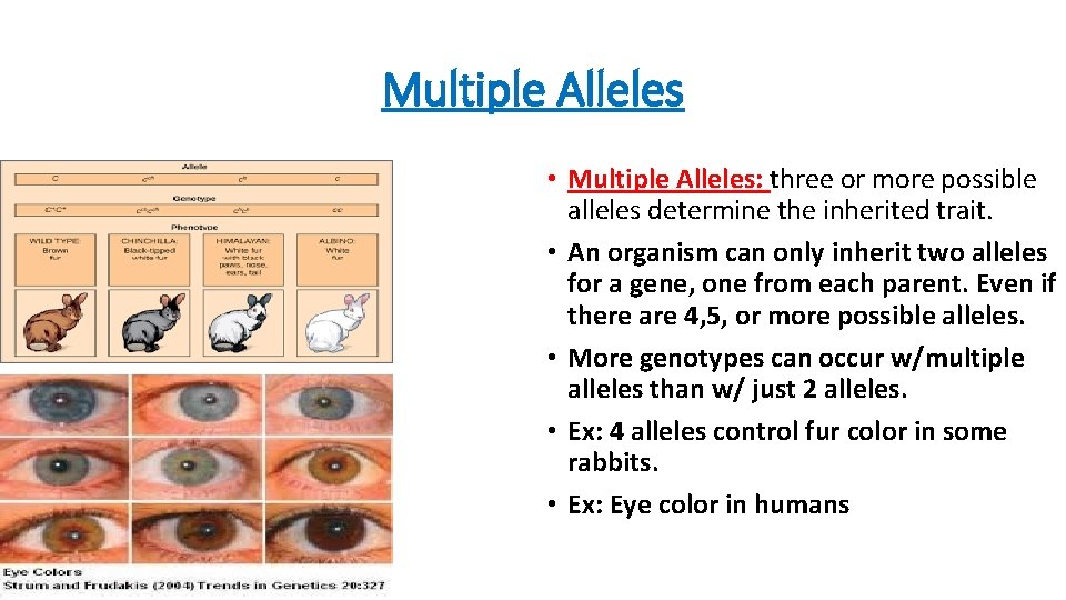 Multiple Alleles • Multiple Alleles: three or more possible alleles determine the inherited trait.