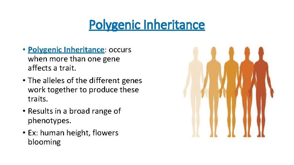 Polygenic Inheritance • Polygenic Inheritance: occurs when more than one gene affects a trait.