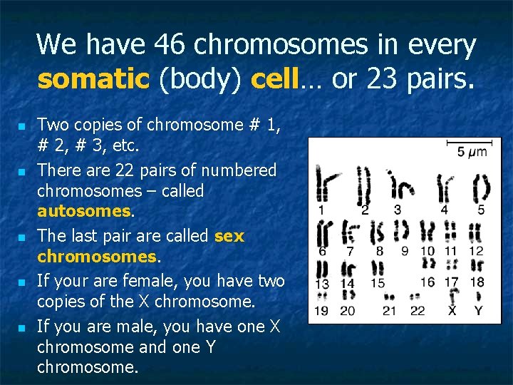 We have 46 chromosomes in every somatic (body) cell… or 23 pairs. n n