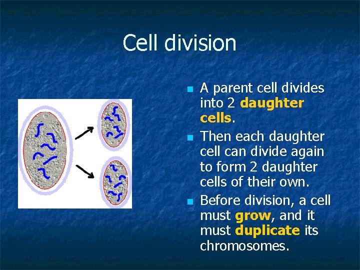 Cell division n A parent cell divides into 2 daughter cells. Then each daughter