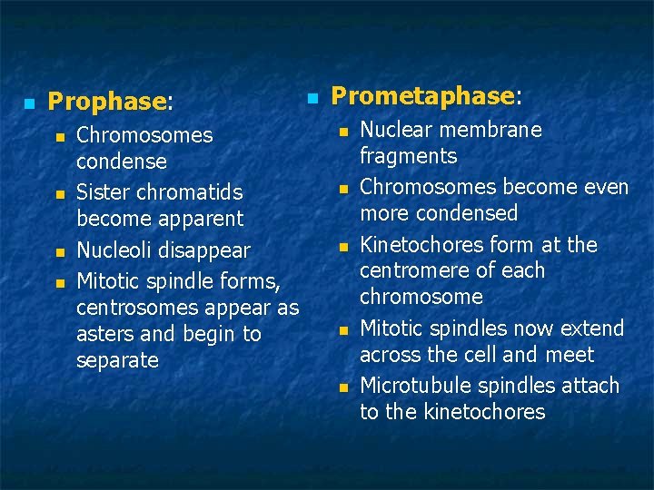 n Prophase: n n Chromosomes condense Sister chromatids become apparent Nucleoli disappear Mitotic spindle