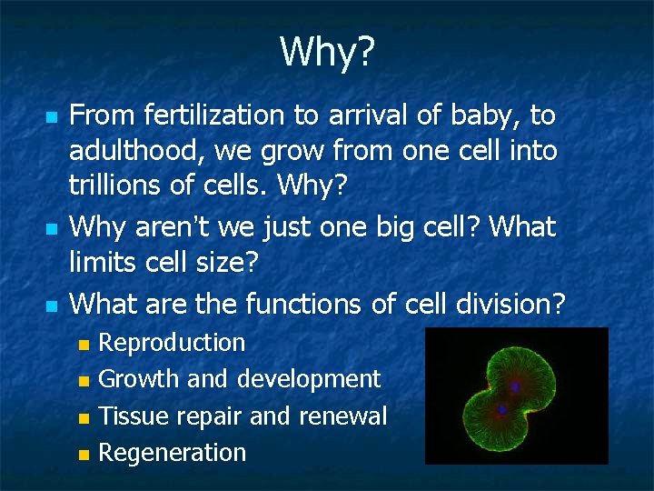 Why? n n n From fertilization to arrival of baby, to adulthood, we grow