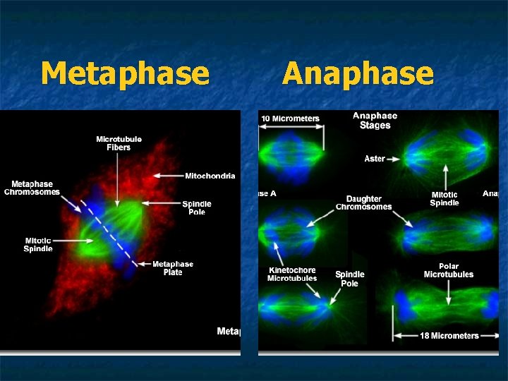 Metaphase Anaphase 