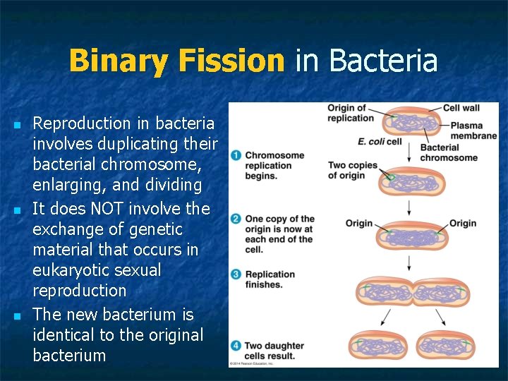 Binary Fission in Bacteria n n n Reproduction in bacteria involves duplicating their bacterial