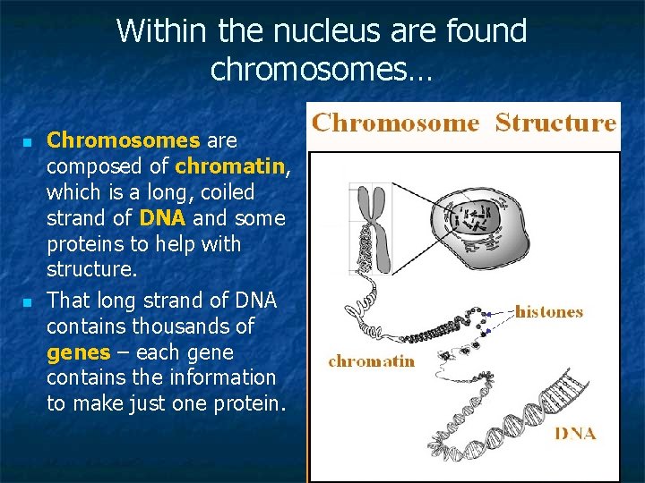 Within the nucleus are found chromosomes… n n Chromosomes are composed of chromatin, which