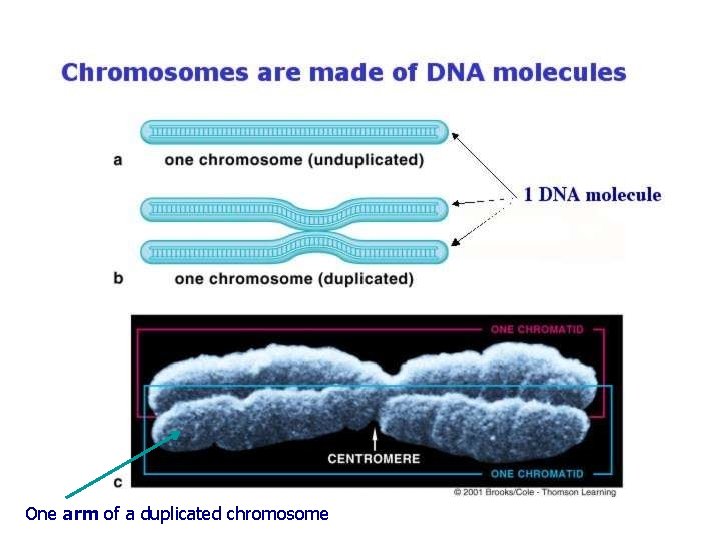Chromosome structure One arm of a duplicated chromosome 