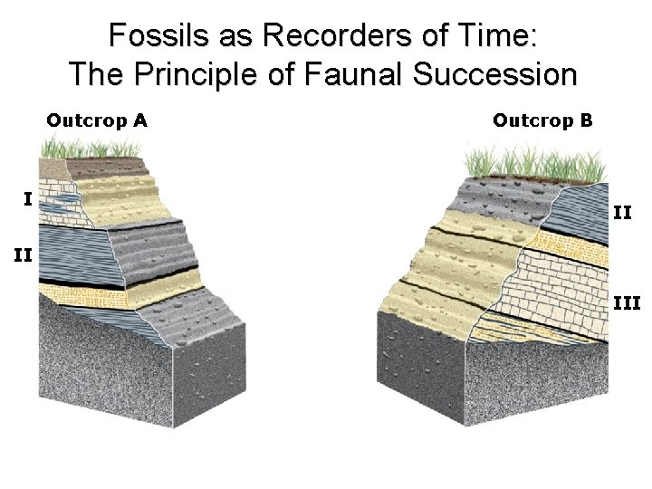 Fossils as Recorders of Time: The Principle of Faunal Succession Outcrop A I Outcrop