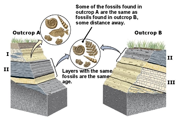 Some of the fossils found in outcrop A are the same as fossils found