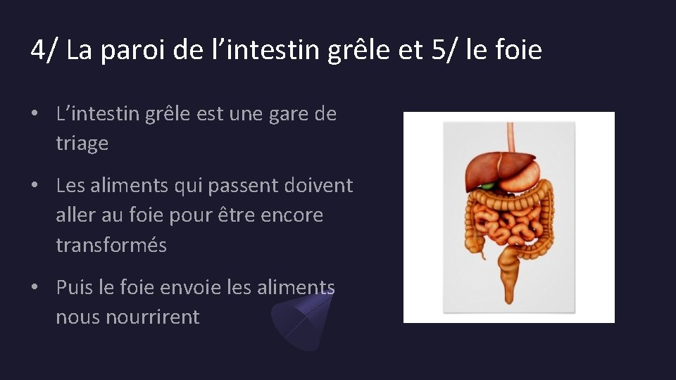 4/ La paroi de l’intestin grêle et 5/ le foie • L’intestin grêle est