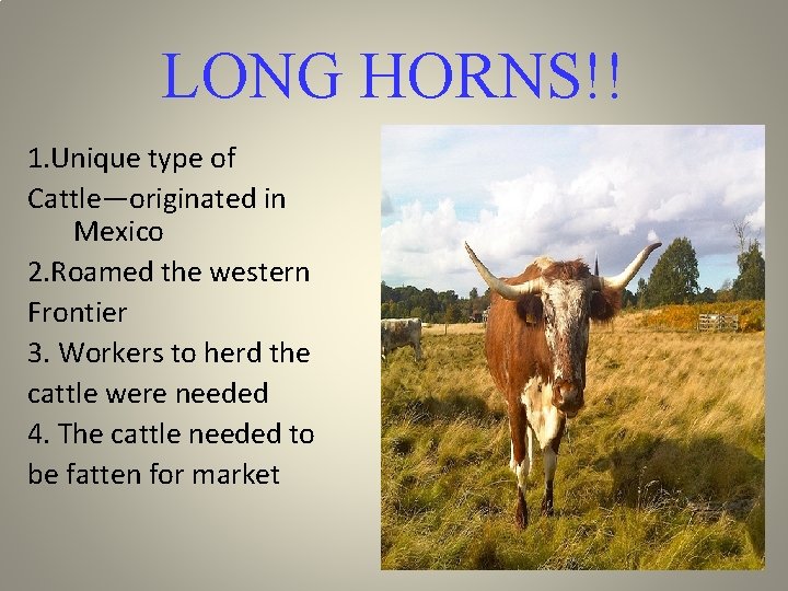 LONG HORNS!! 1. Unique type of Cattle—originated in Mexico 2. Roamed the western Frontier