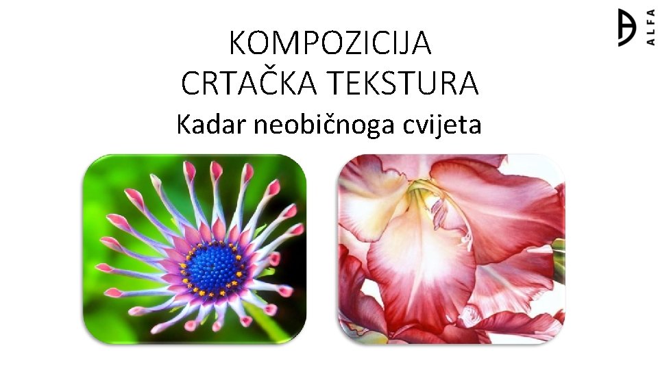 KOMPOZICIJA CRTAČKA TEKSTURA Kadar neobičnoga cvijeta 