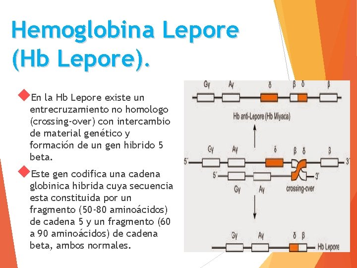 Hemoglobina Lepore (Hb Lepore). En la Hb Lepore existe un entrecruzamiento no homologo (crossing-over)