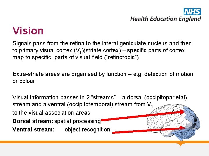 Vision Signals pass from the retina to the lateral geniculate nucleus and then to