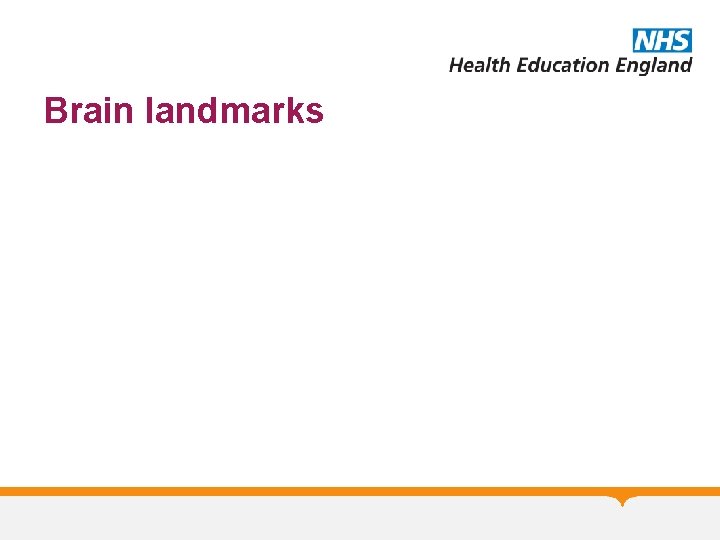 Brain landmarks 