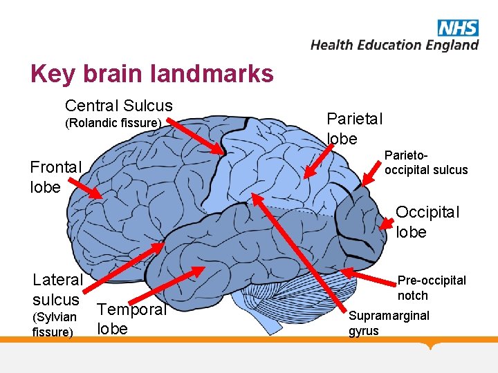 Key brain landmarks Central Sulcus (Rolandic fissure) Parietal lobe Parietooccipital sulcus Frontal lobe Occipital