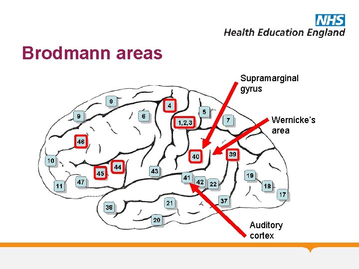 Brodmann areas Supramarginal gyrus Wernicke’s area Auditory cortex 