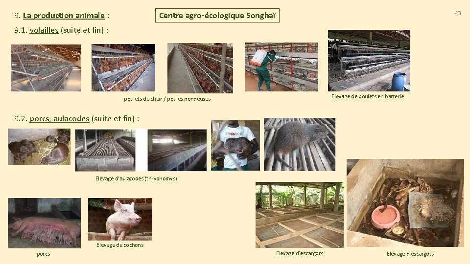 9. La production animale : 43 Centre agro-écologique Songhaï 9. 1. volailles (suite et 9. La production animale : 43 Centre agro-écologique Songhaï 9. 1. volailles (suite et