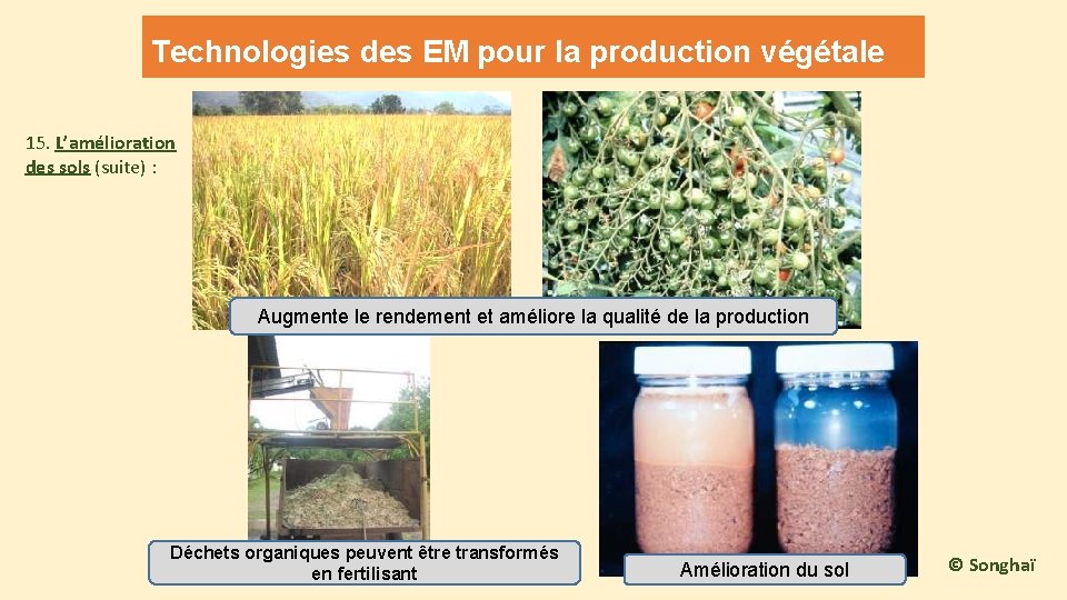 Technologies des EM pour la production végétale 15. L’amélioration des sols (suite) : Augmente Technologies des EM pour la production végétale 15. L’amélioration des sols (suite) : Augmente
