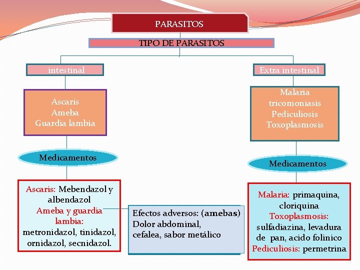 PARASITOS TIPO DE PARASITOS intestinal Extra intestinal Malaria tricomoniasis Pediculiosis Toxoplasmosis Ascaris Ameba Guardia