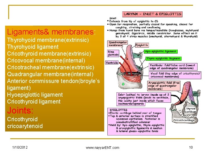 Ligaments& membranes: Thyrohyoid membrane(extrinsic) Thyrohyoid ligament Cricothyroid membrane(extrinsic) Cricovocal membrane(internal) Cricotracheal membrane(extrinsic) Quadrangular membrane(internal)