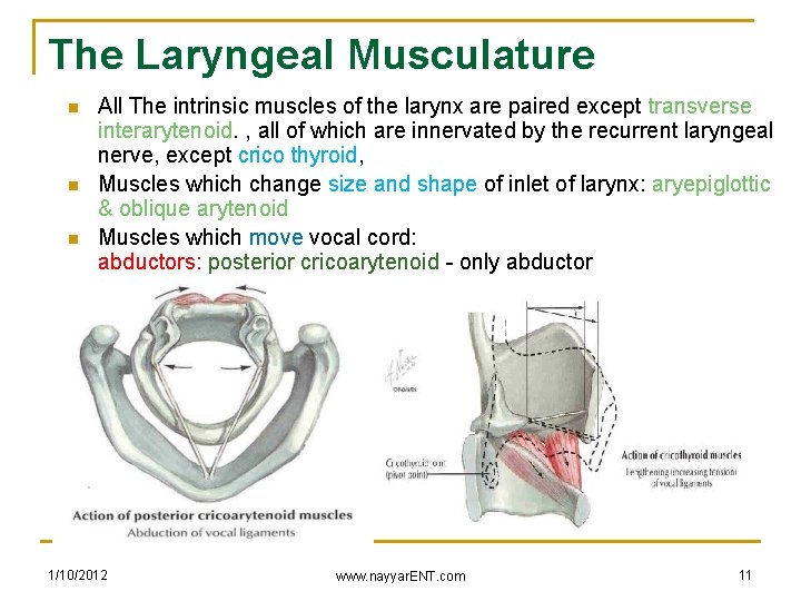 The Laryngeal Musculature n n n All The intrinsic muscles of the larynx are
