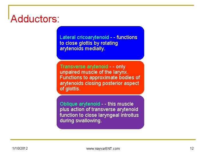 Adductors: Lateral cricoarytenoid - - functions to close glottis by rotating arytenoids medially. Transverse