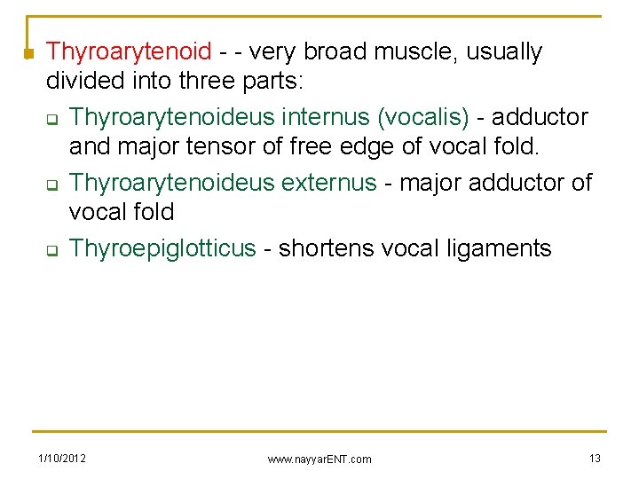 n Thyroarytenoid - - very broad muscle, usually divided into three parts: q Thyroarytenoideus