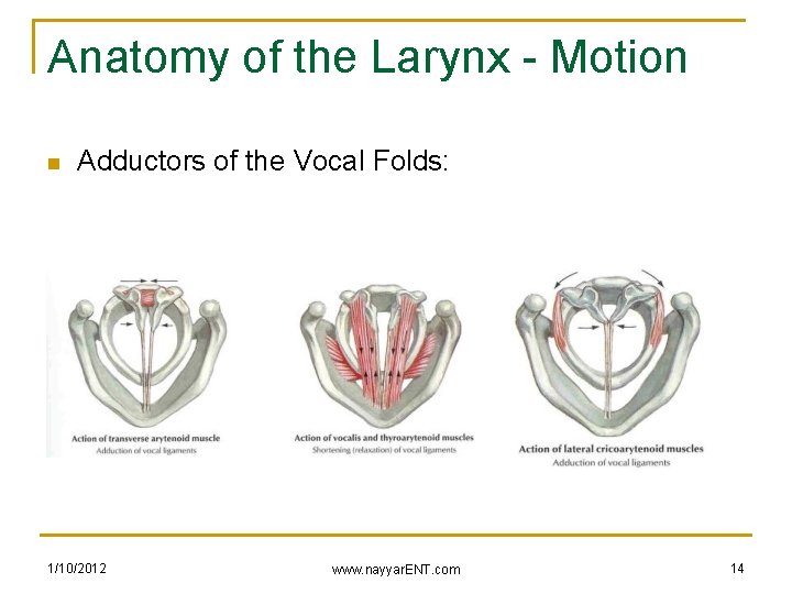 Anatomy of the Larynx - Motion n Adductors of the Vocal Folds: 1/10/2012 www.