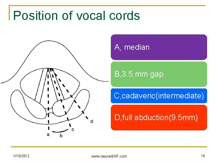 Position of vocal cords A, median B, 3. 5 mm gap C, cadaveric(intermediate) D,