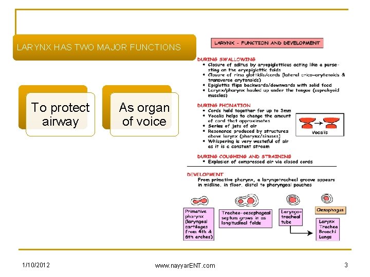 LARYNX HAS TWO MAJOR FUNCTIONS To protect airway 1/10/2012 As organ of voice www.